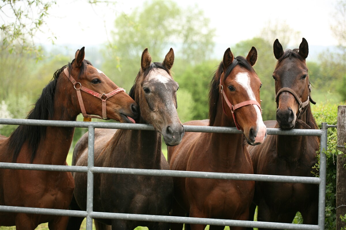 Papier peint il y a quatre chevaux bruns dans l'enclos
