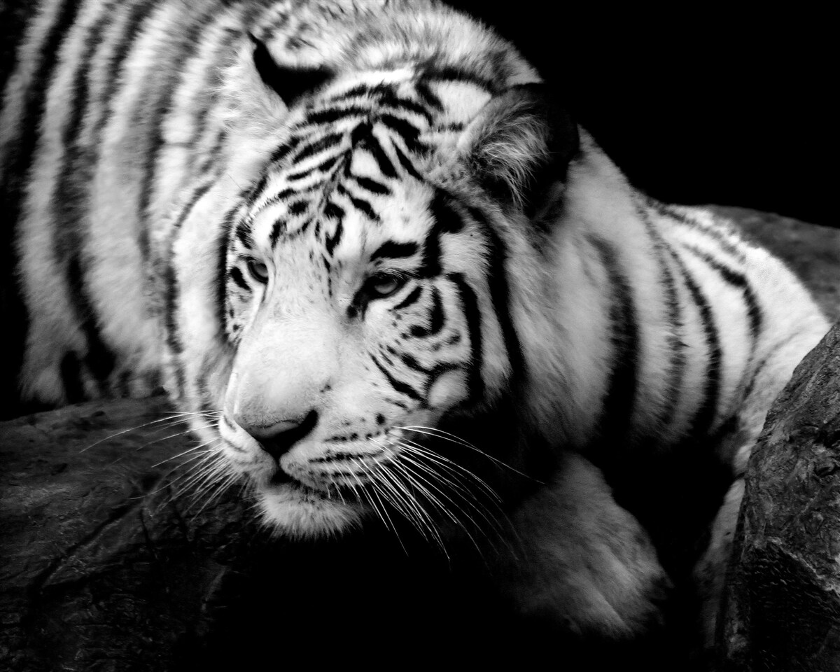 Papier peint mignon tigre noir et blanc