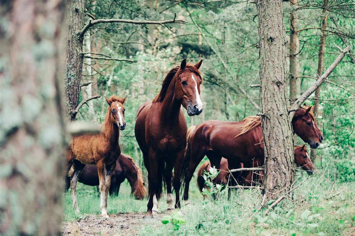 Papier peint promenade des chevaux dans la forêt au printemps