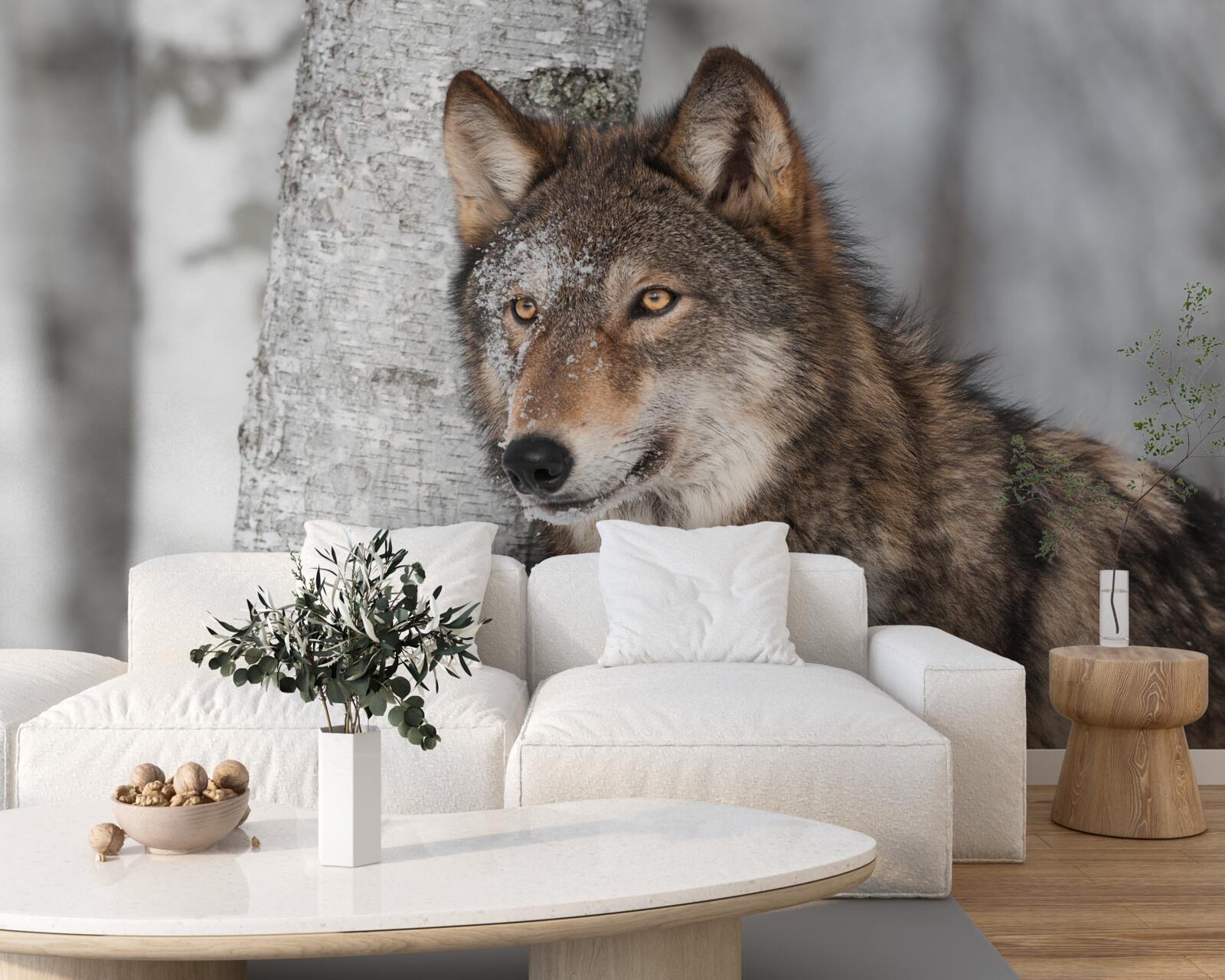 Papier peint loup de couleur cannelle embusqué près d'un bouleau