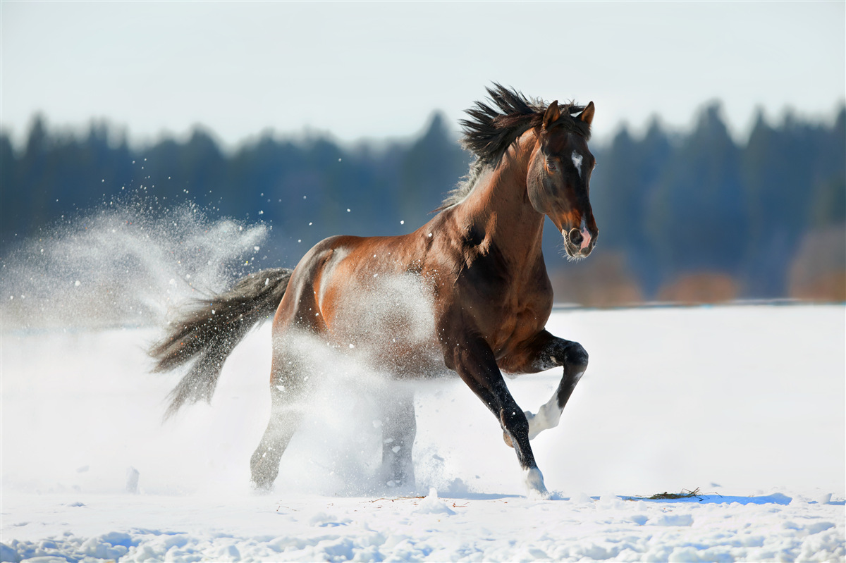 Papier peint un cheval galope dans la neige