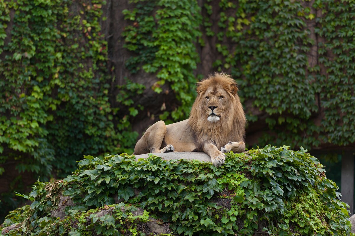 Papier peint un lion majestueux repose sur une pierre recouverte de mousse