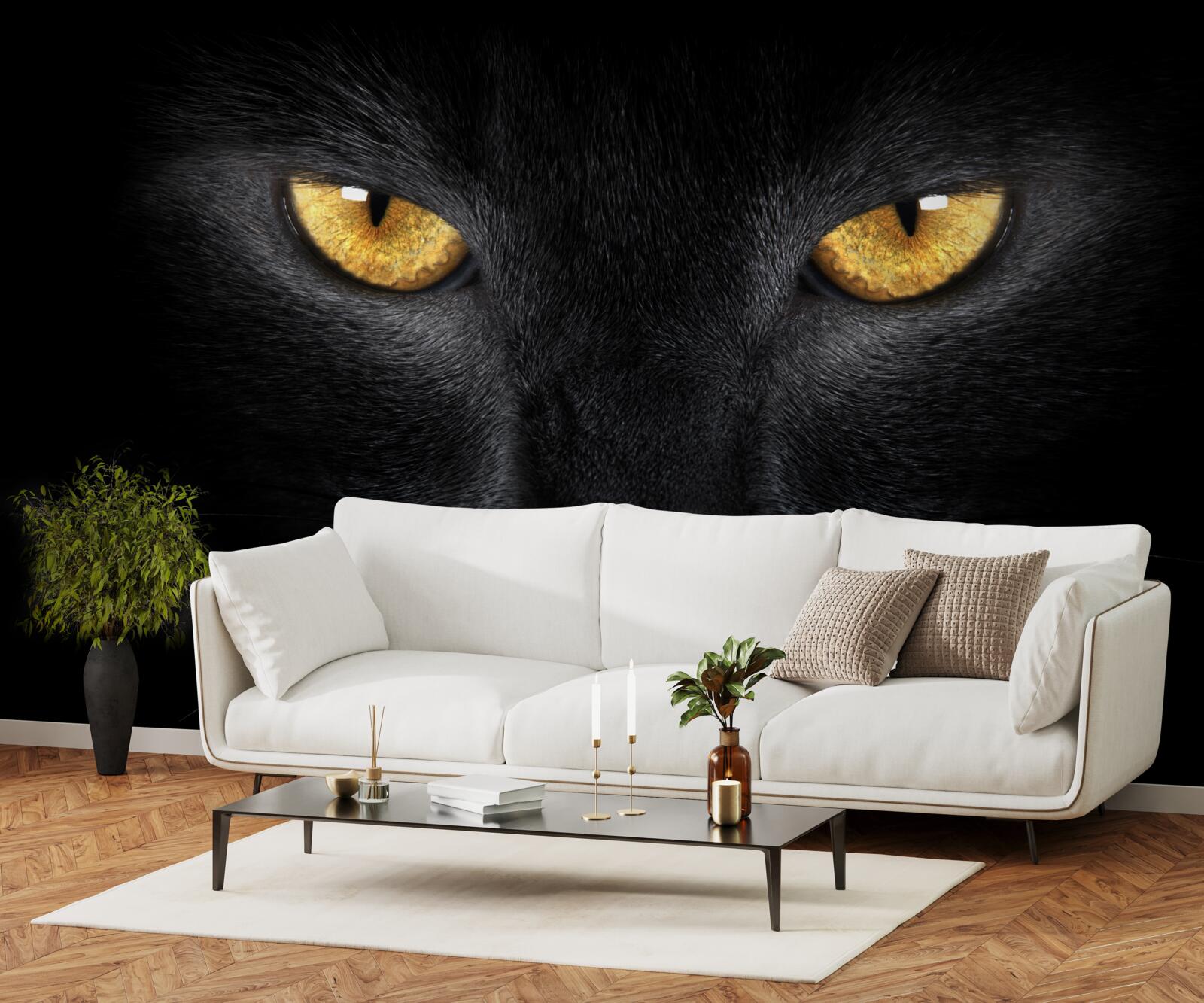 Papier peint le regard pénétrant d'un chat noir