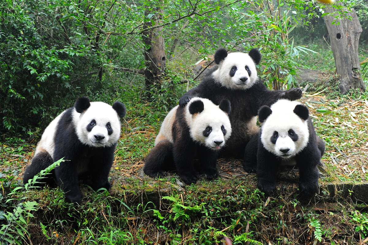 Papier peint une famille d'adorables pandas au repos
