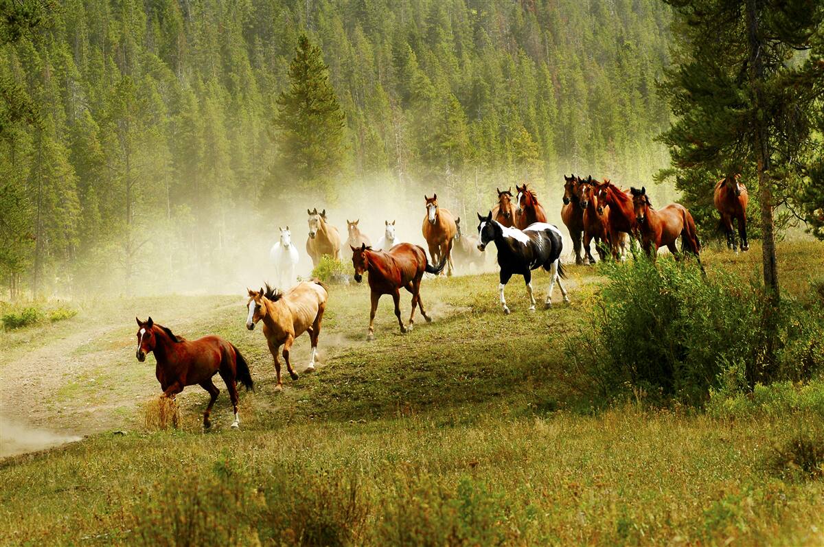 Papier peint chevaux en pleine course dans la forêt