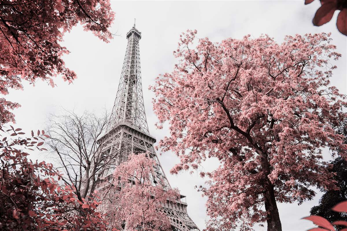 Papier peint tour eiffel entourée de cerisiers en fleurs