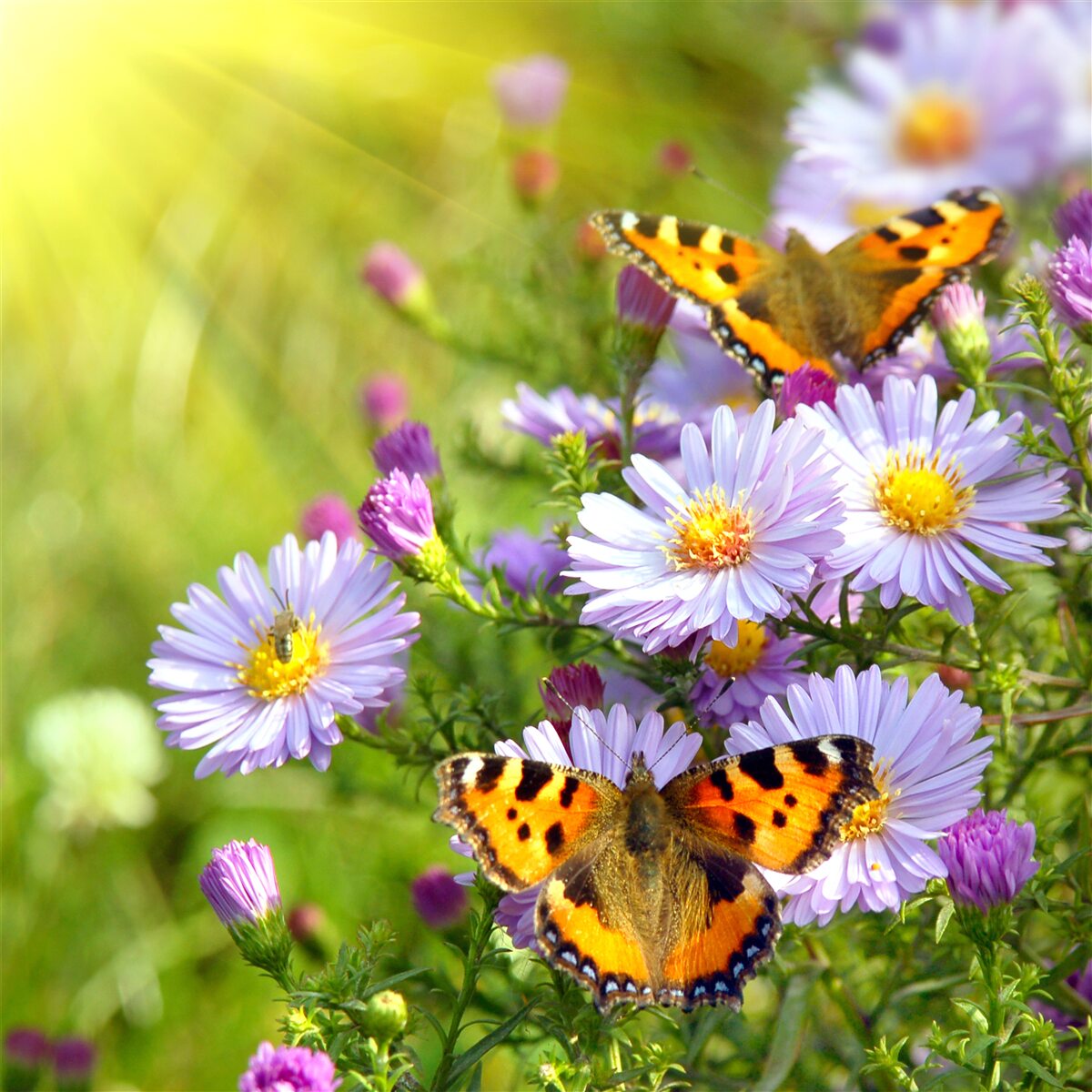 Papier peint Une prairie parsemée de marguerites bleues et de papillons
