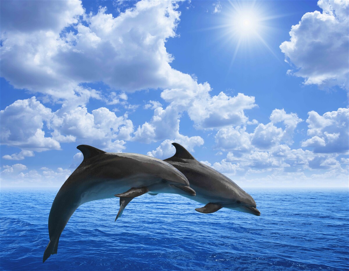 Papier peint dauphins sautant à la surface de l'eau