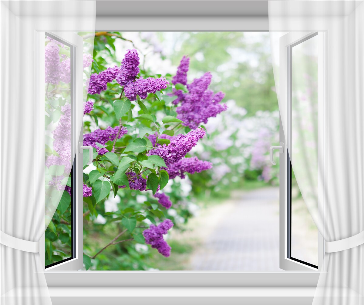 Papier peint la fenêtre blanche est décorée de lilas