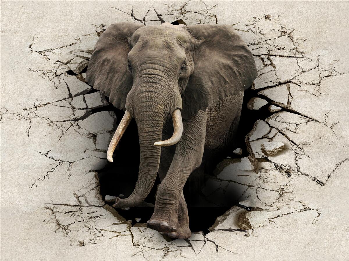 Papier peint l'éléphant franchit un obstacle