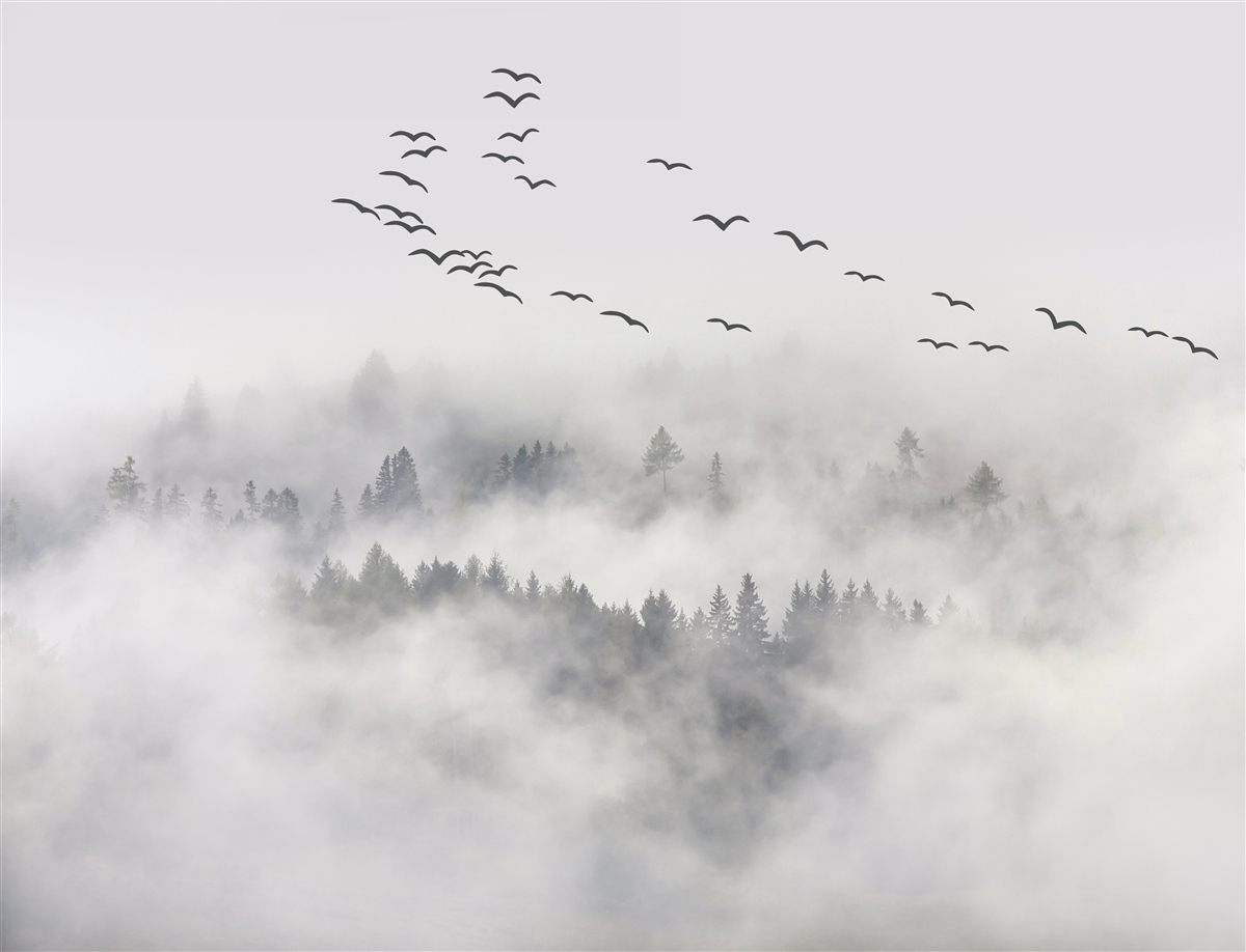 Papier peint Un groupe d'oiseaux sort de la brume, essayant de trouver des terres chaudes et douillettes.