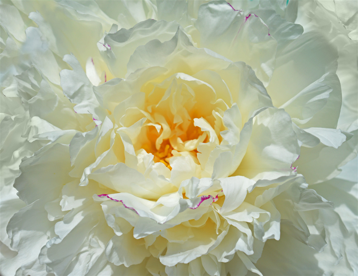 Papier peint image en gros plan d'une pivoine blanche