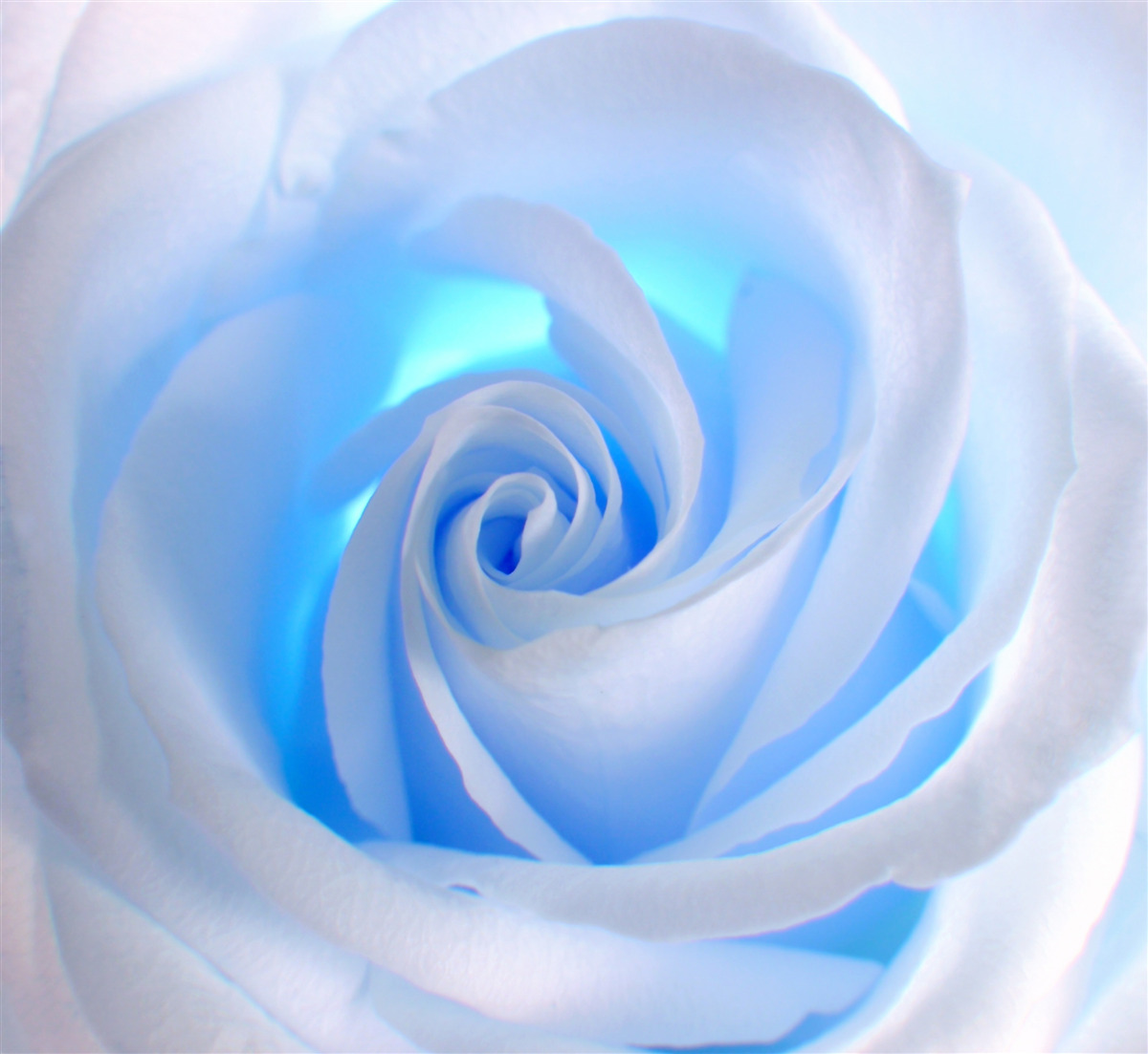 Papier peint lumière bleue traversant la délicate rose blanche