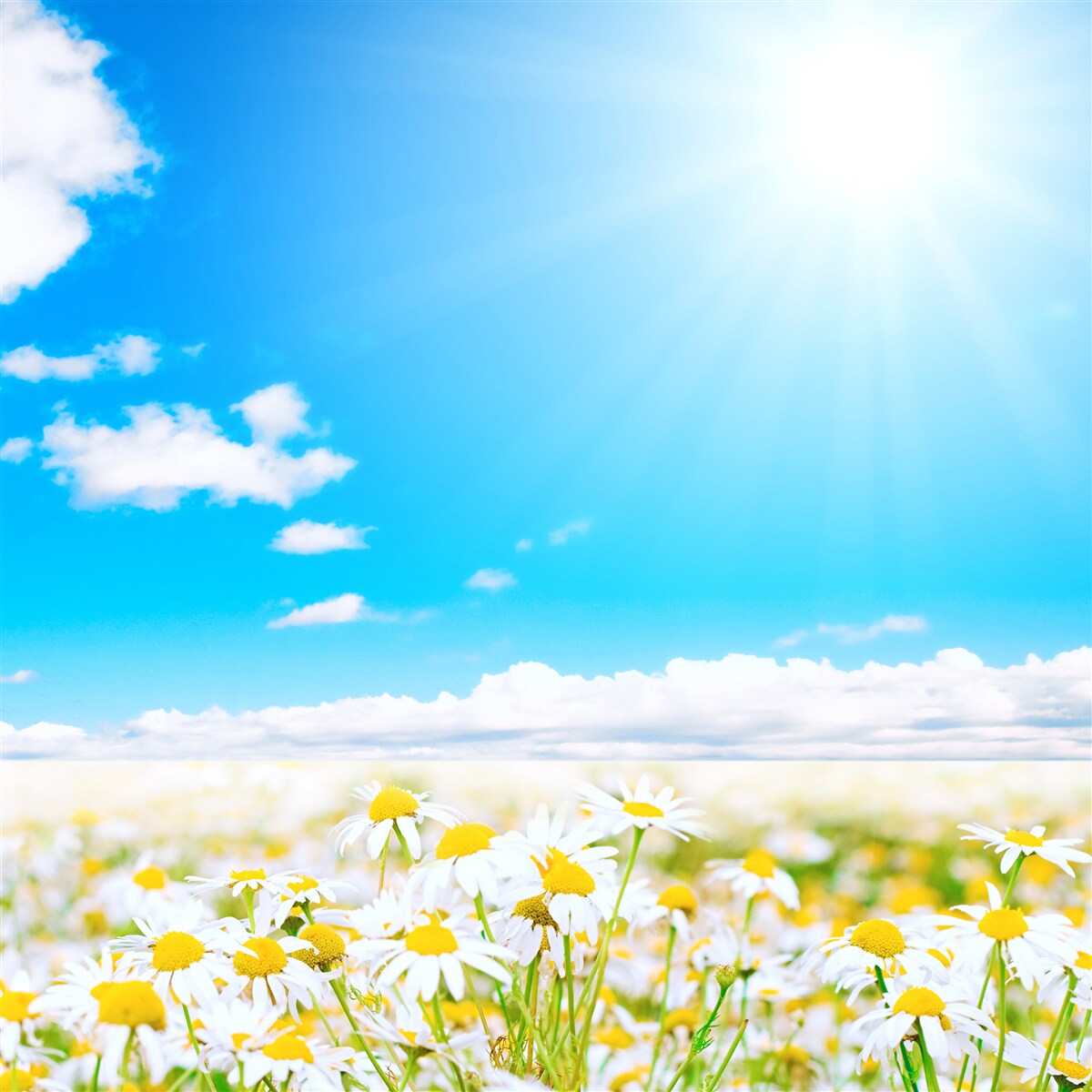 Papier peint La lumière du soleil illumine un champ de marguerites abondantes