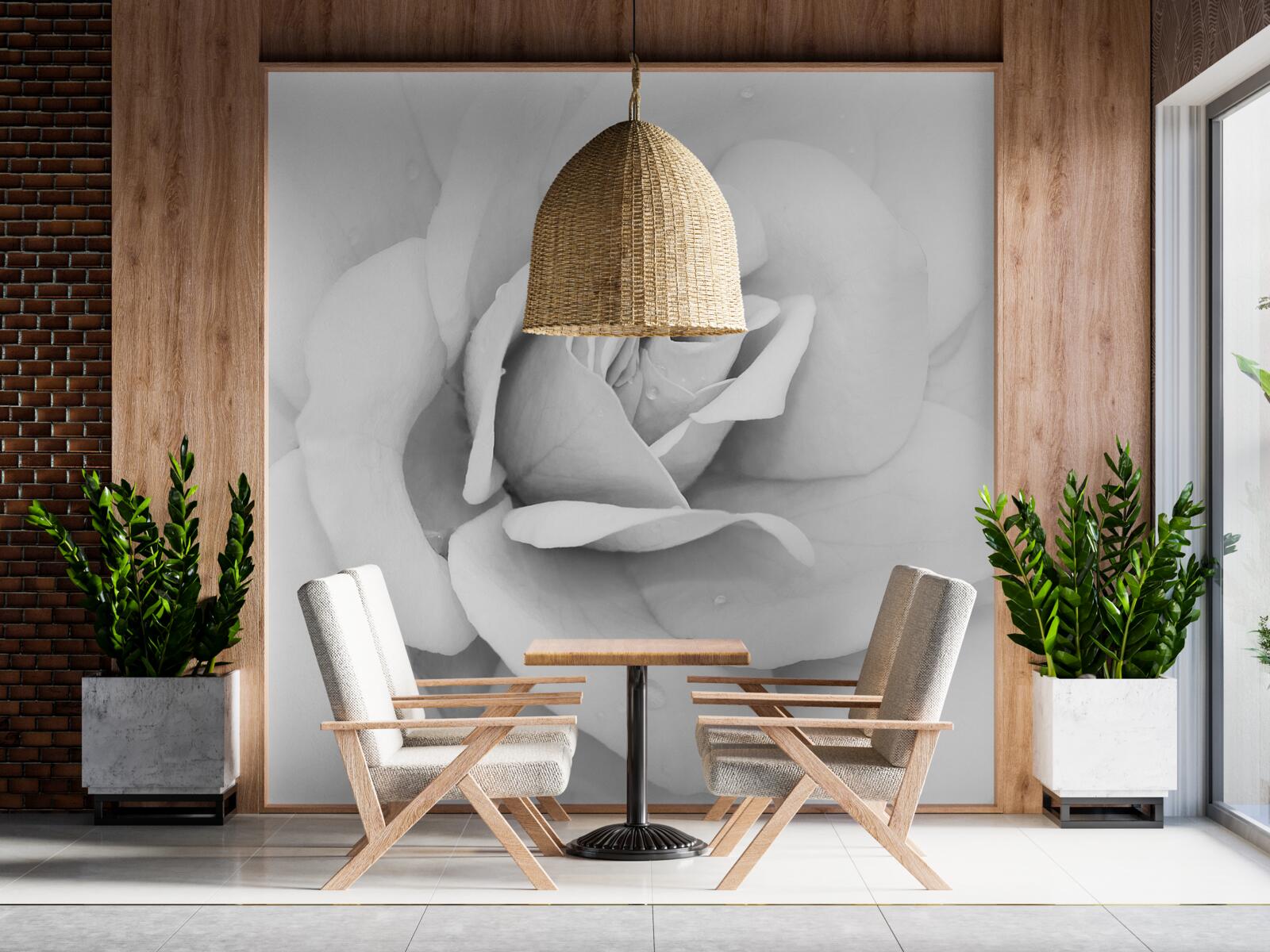 Papier peint image agrandie d'une rose blanche