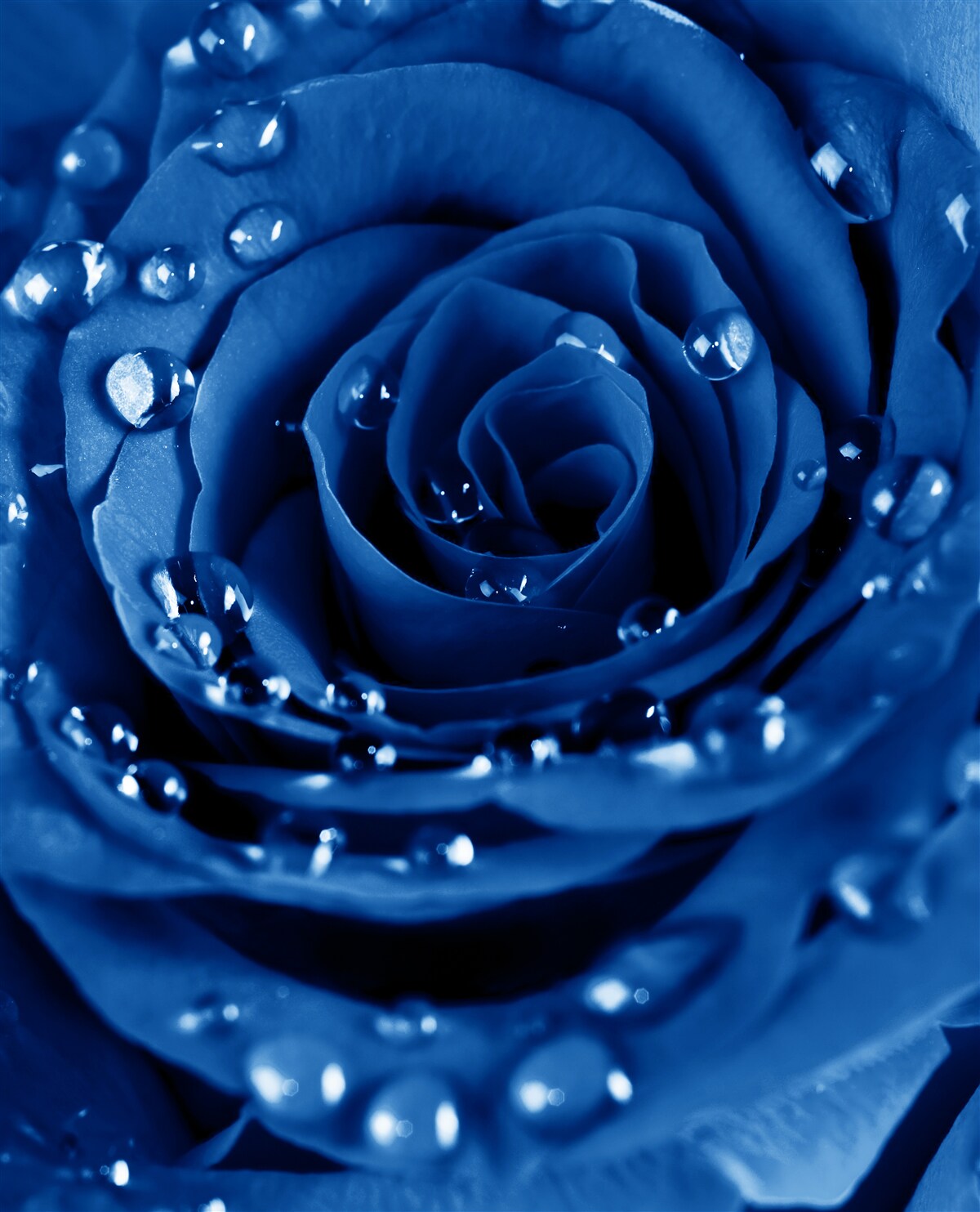 Papier peint rose bleue décorée de gouttes d'eau