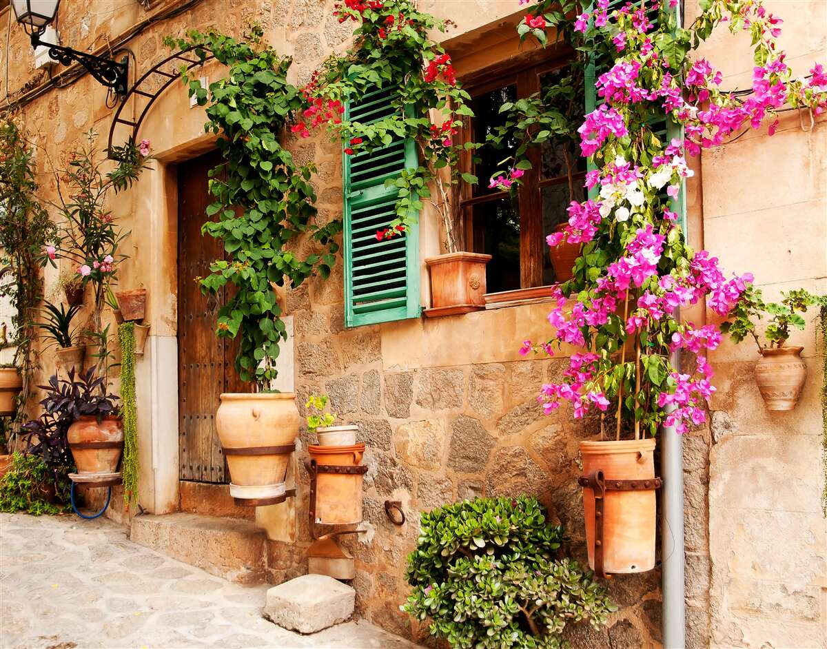 Papier peint plantes en conteneurs sur un ancien trottoir