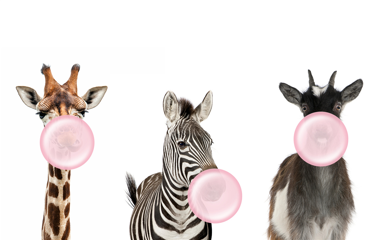 Papier peint les créatures créent une bulle à l'aide de chewing-gum