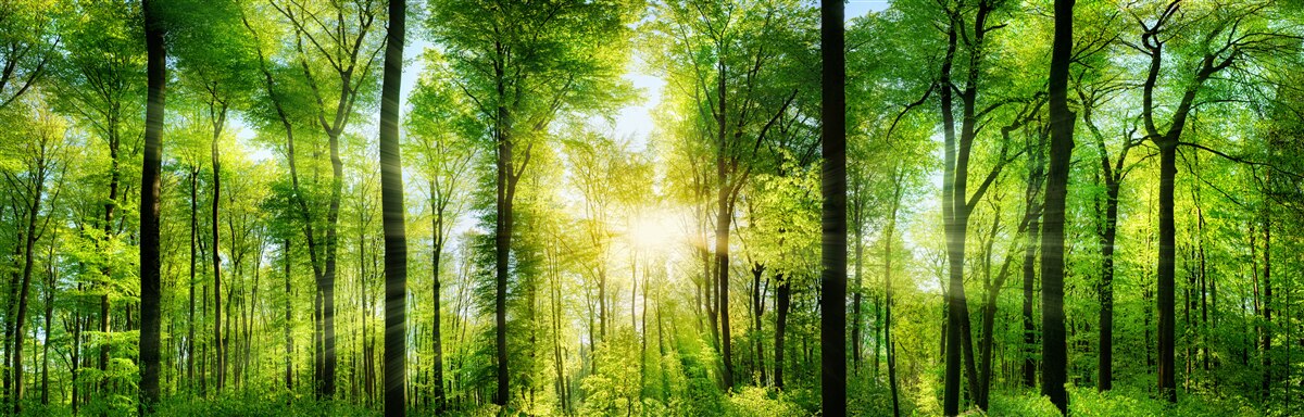 Papier peint les rayons du soleil pénètrent les feuilles des arbres