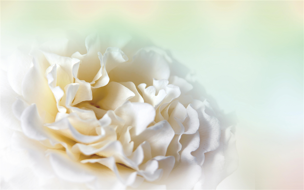 Papier peint fond de pivoines dans des tons crémeux et duveteux