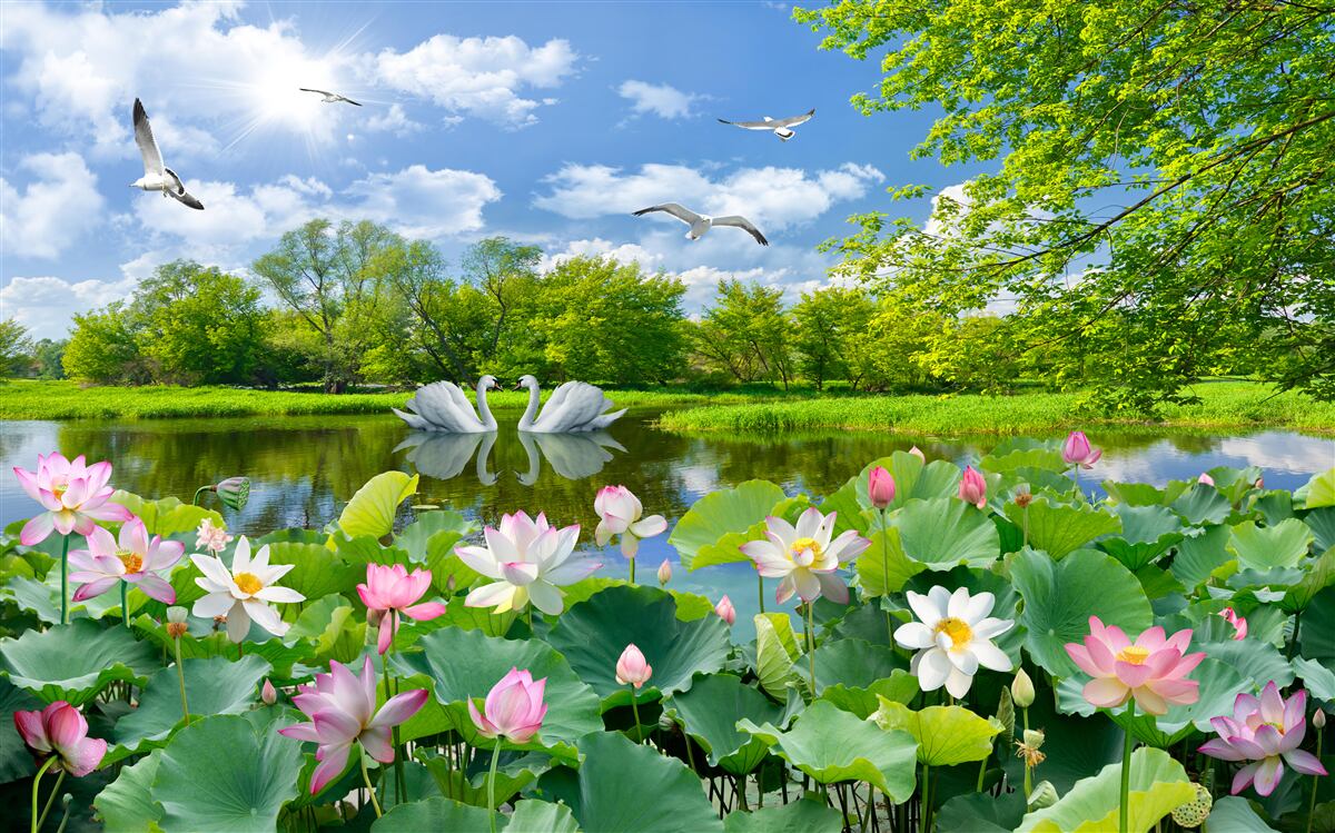 Papier peint deux cygnes nagent dans un étang avec des nénuphars