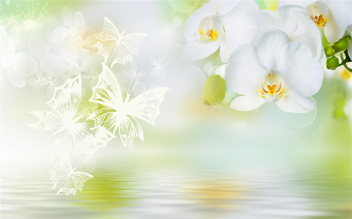 Papier peint Orchidées blanches comme neige se reflétant dans l'eau