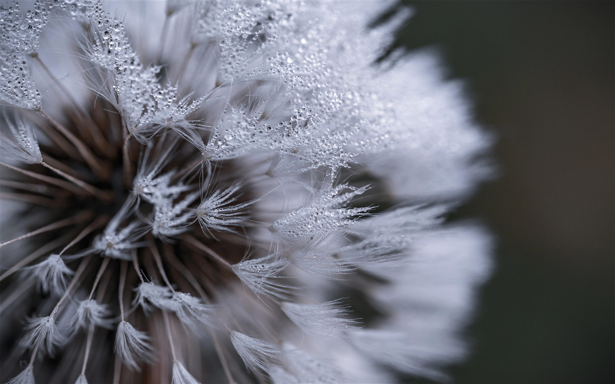 Papier peint fleurs de pissenlit aux pétales duveteux