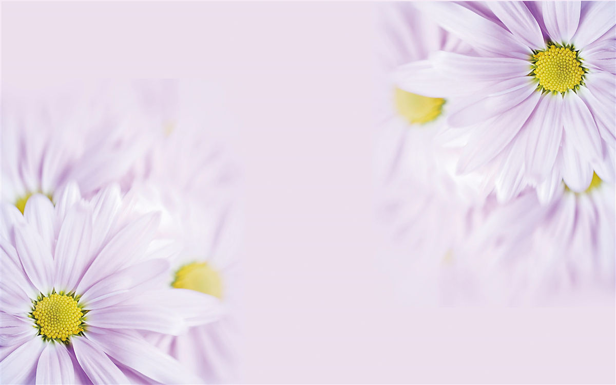 Papier peint marguerites blanches sophistiquées