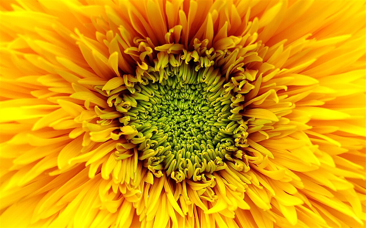 Papier peint fleur au centre vert, peinte en jaune vif