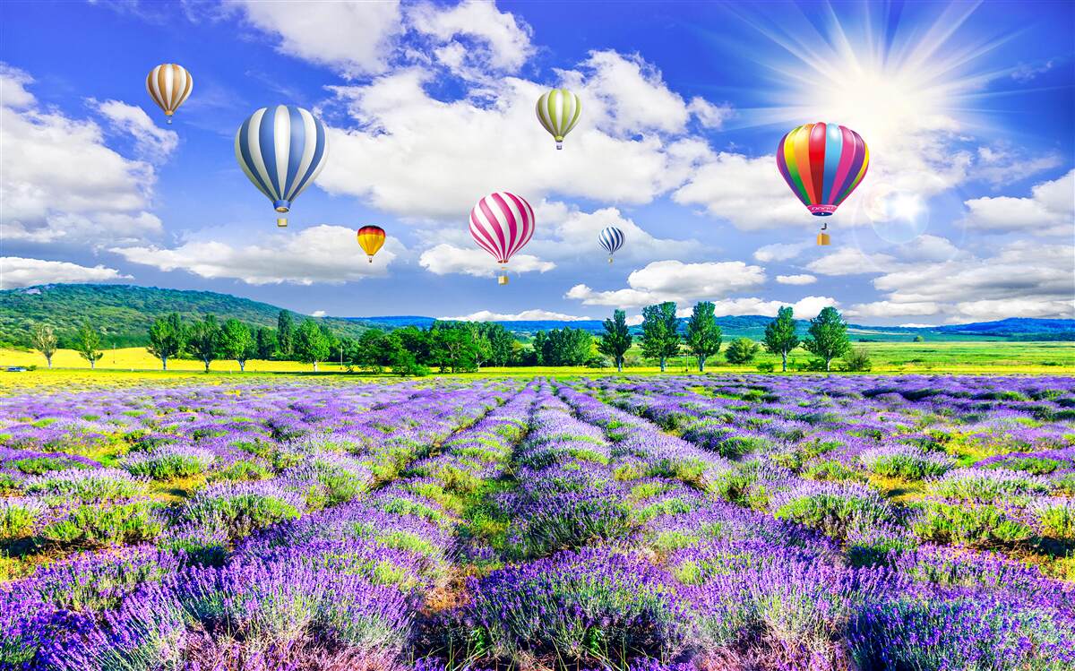 Papier peint vol en ballon au-dessus d'un champ de lavande