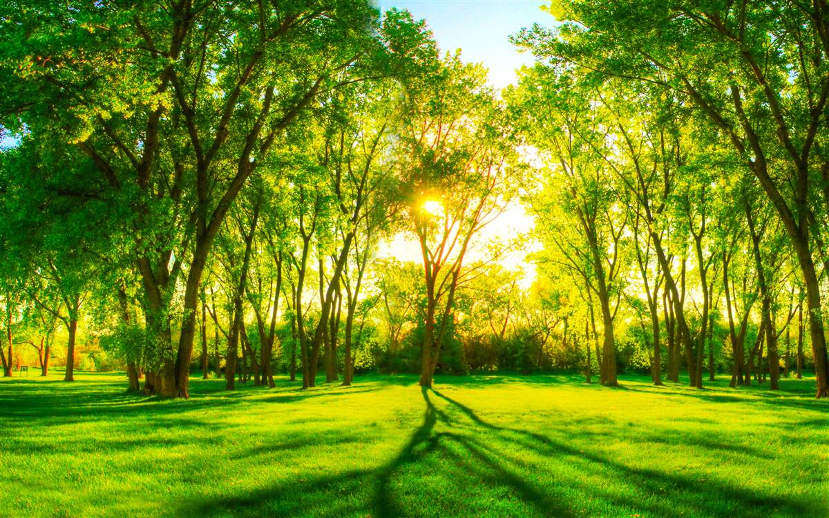 Papier peint dans la palette lumineuse d'une forêt verte du matin