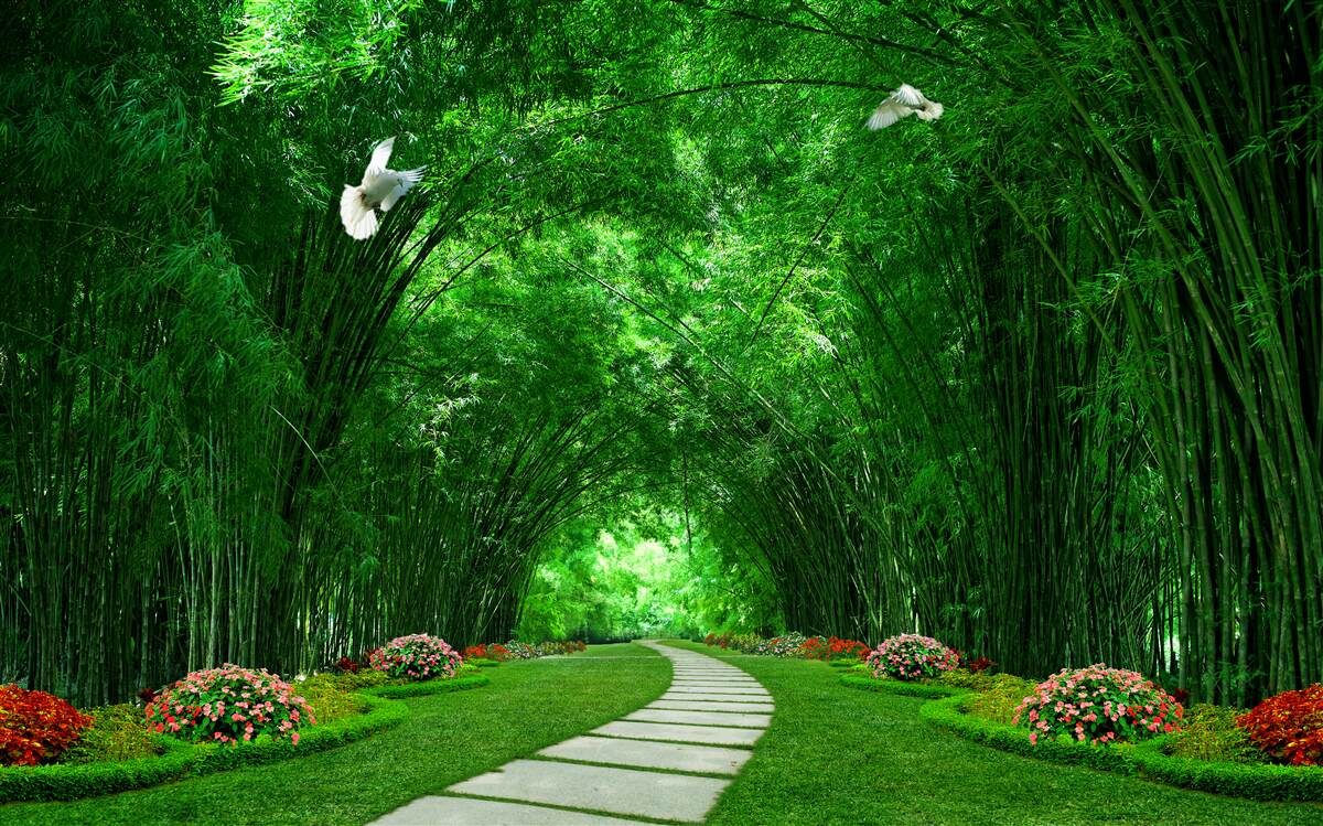 Papier peint Chemin dans le tunnel formé par la cime des arbres