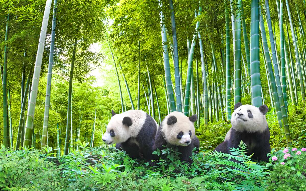 Papier peint il y a trois pandas dans la forêt
