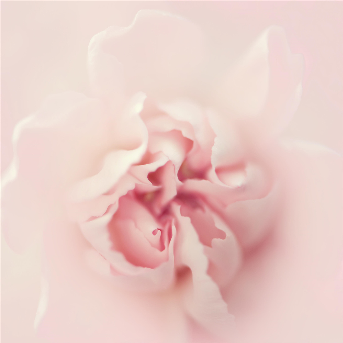 Papier peint image détaillée du cœur d'une fleur rose