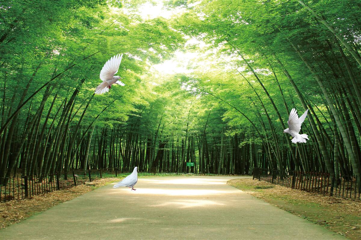 Papier peint entrer dans le jardin botanique, aménagé et peuplé de pigeons