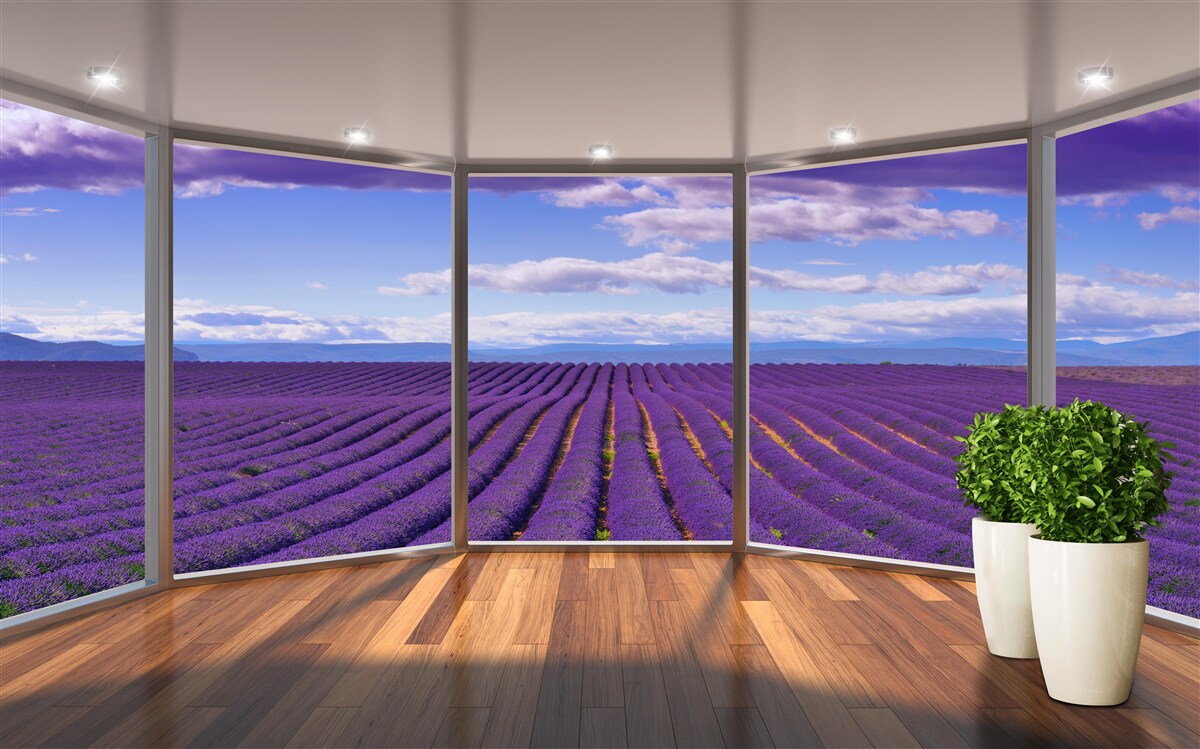 Papier peint vue sur le champ de lavande directement depuis le balcon