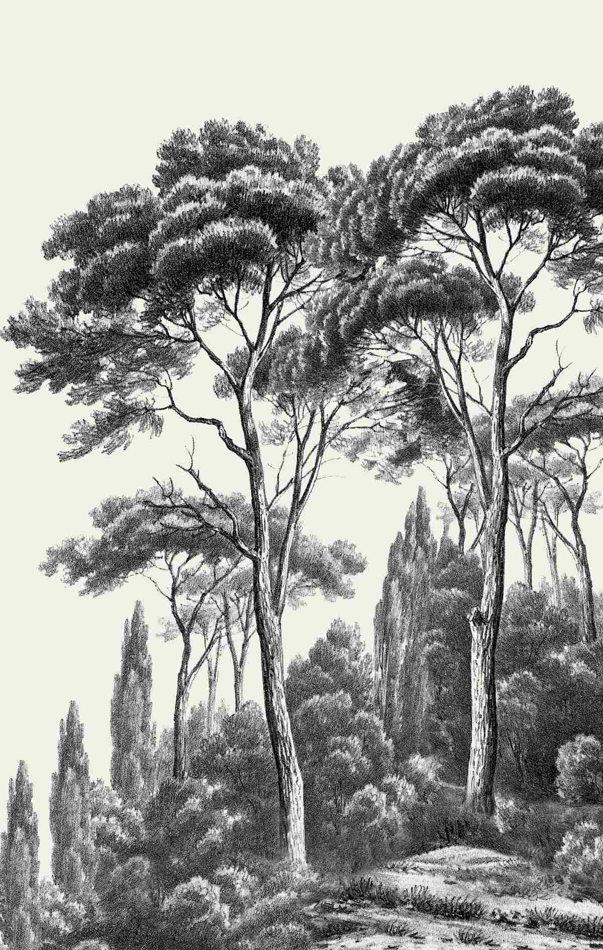 Papier peint pins d'italie en noir et blanc