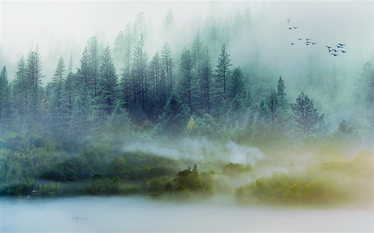 Papier peint silence envoûtant dans les bois brumeux