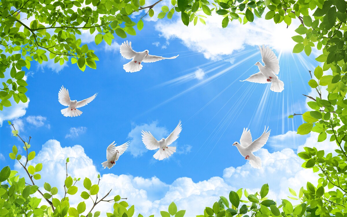 Papier peint des pigeons au cadre vert planent dans le ciel bleu