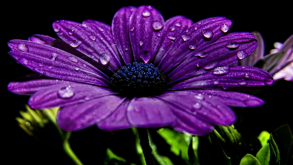 Papier peint gouttes d'eau sur une fleur de gerbera violette
