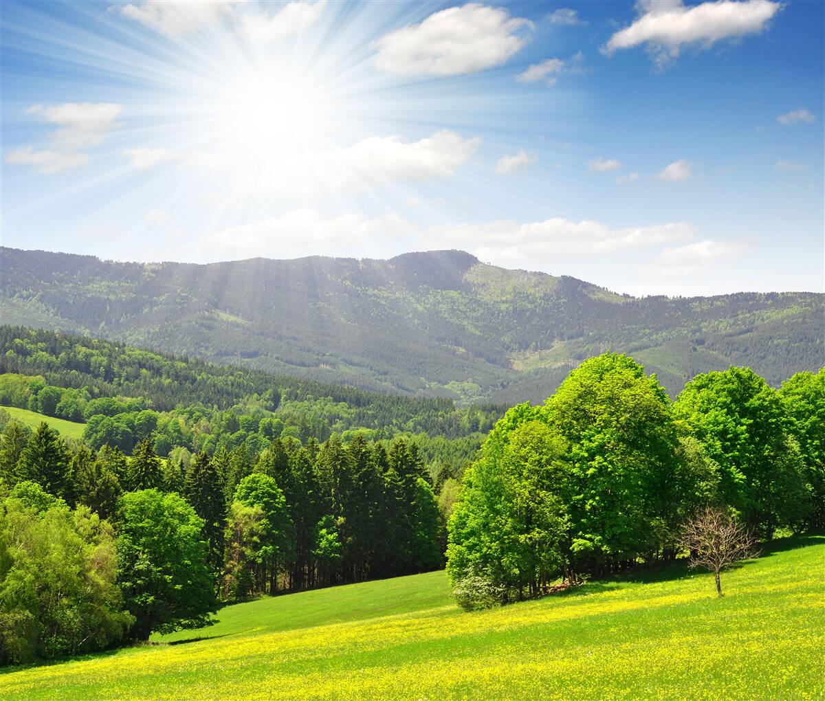 Papier peint le soleil est au plus haut sur une prairie verdoyante
