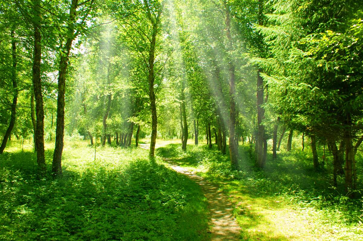 Papier peint les rayons du soleil brillent à travers les couronnes des arbres de la forêt