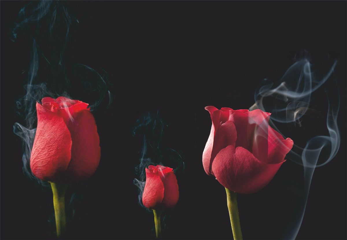 Papier peint une rose rouge fleurit dans la fumée