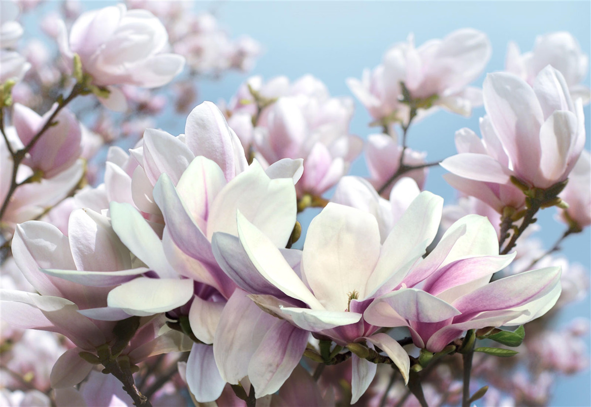 Papier peint magnolia enveloppé de fleurs