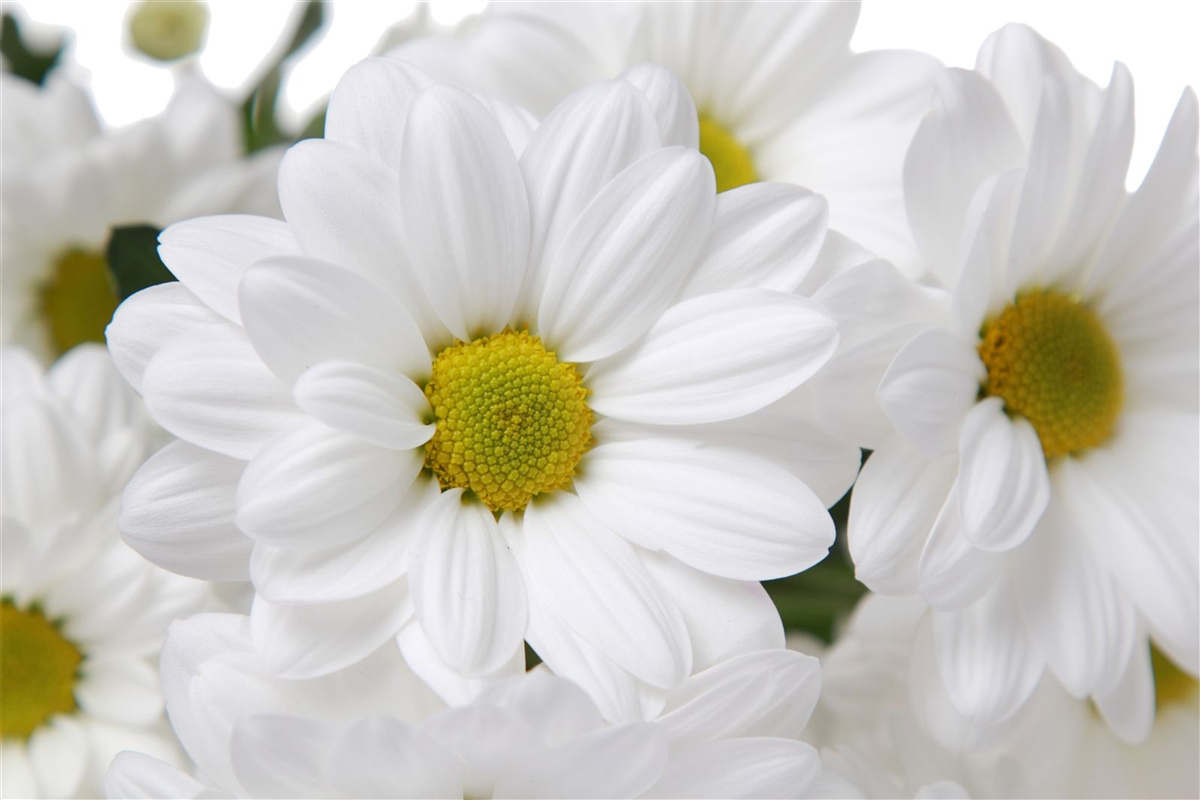 Papier peint composition de chrysanthèmes blancs comme neige