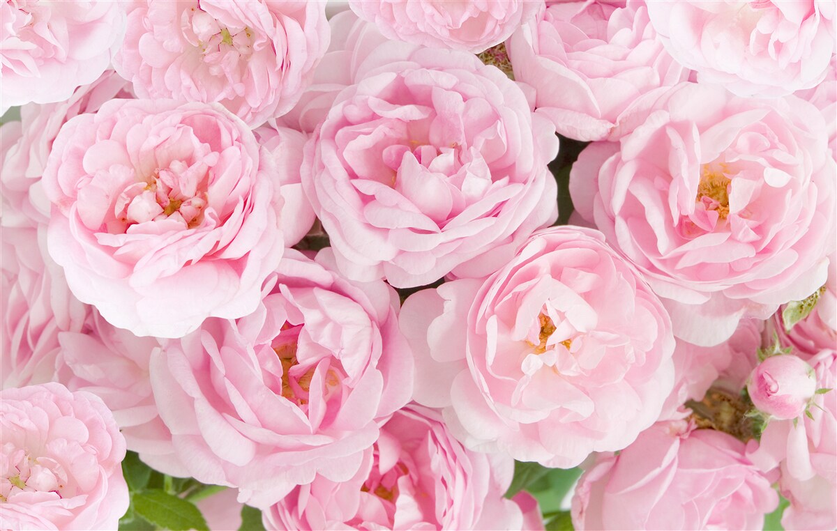 Papier peint roses roses réunies en un bouquet de bougies