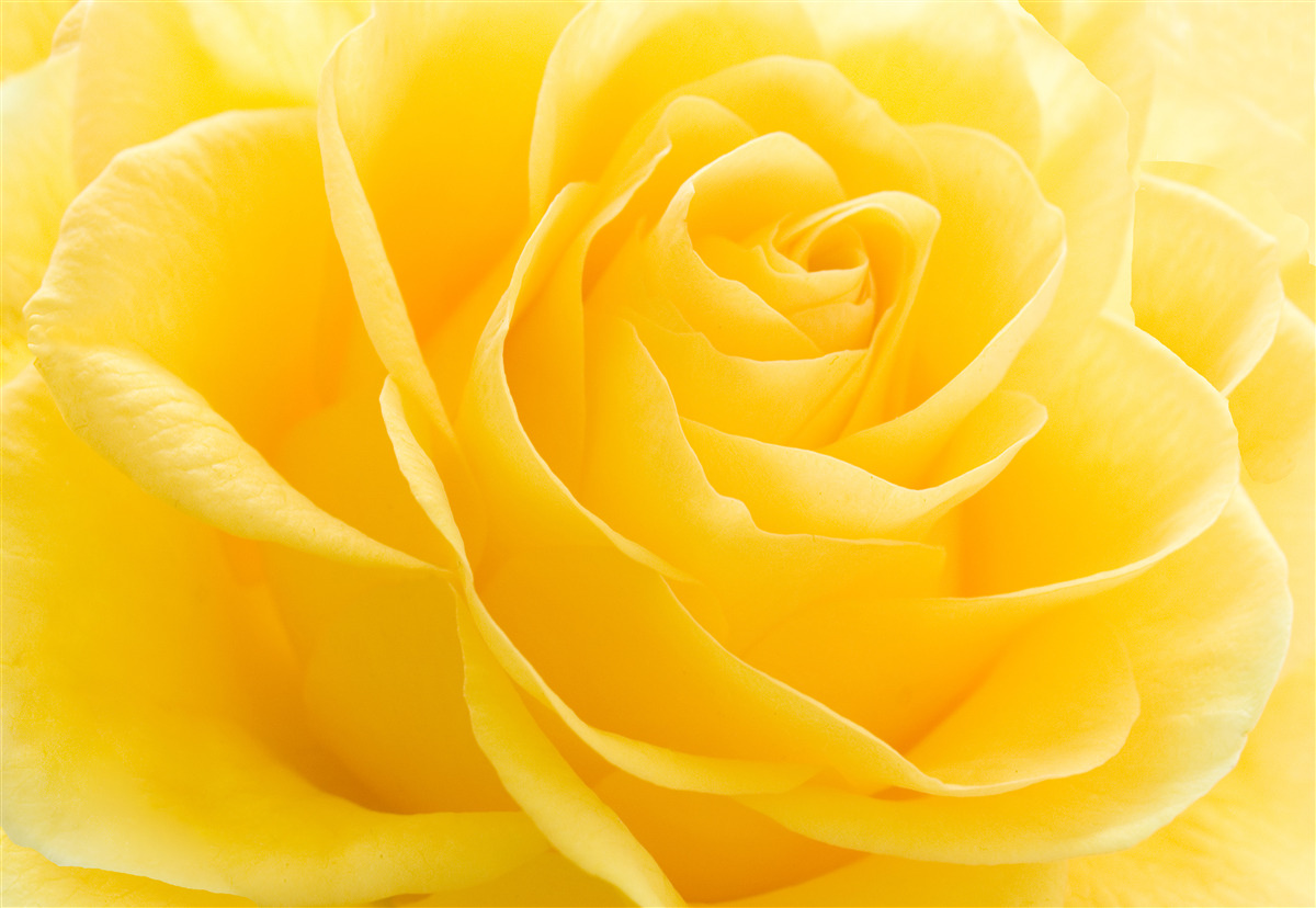 Papier peint macro photographie d'une fleur jaune et rose