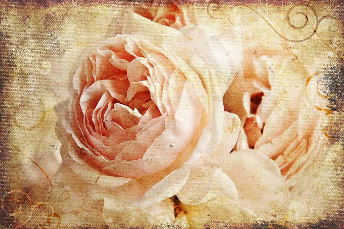 Papier peint roses millésimées