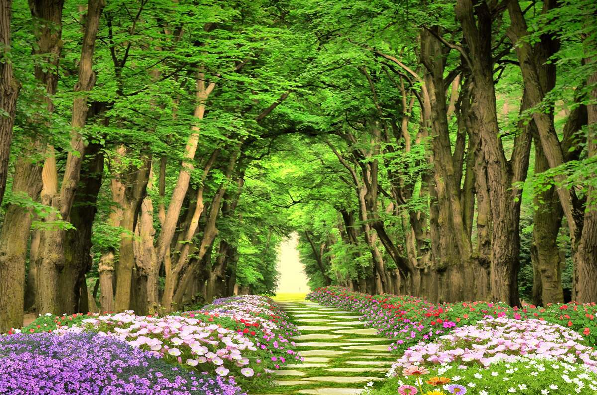 Papier peint chemin confortable à travers la forêt verte de maquis