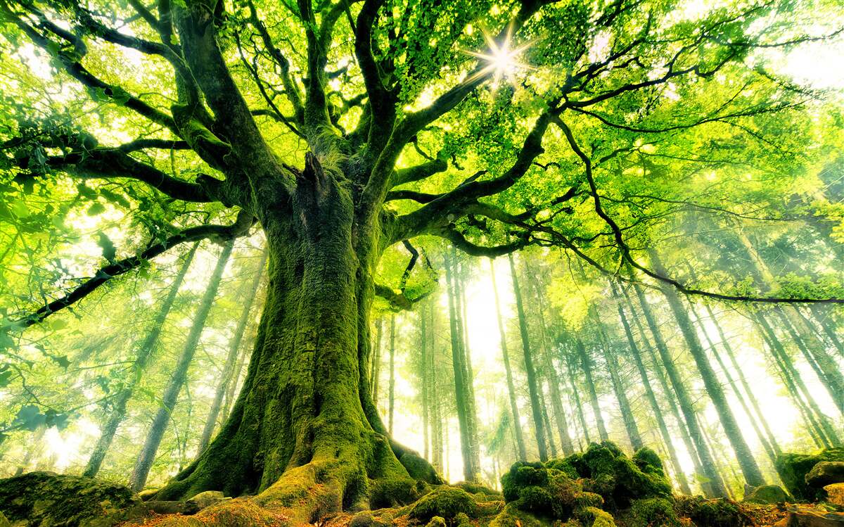 Papier peint l'arbre majestueux de l'existence salue le lever du soleil